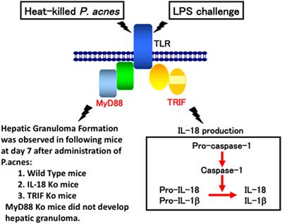 Unique Action of Interleukin-18 on T Cells and Other Immune Cells